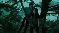 Twilight Edward And Bella On The Tree GIF