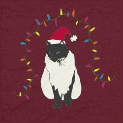 Twinkling Christmas Lights Around Black Cat GIF