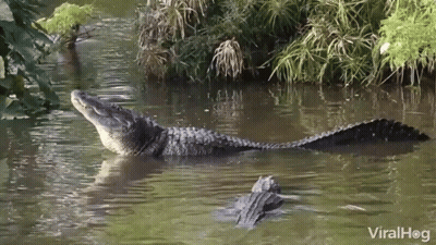 Two Alligators Are Swimming In A Body Of Water With The Words Viralhog On The Bottom Right GIF