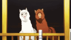 Two Alpacas Dancing GIF