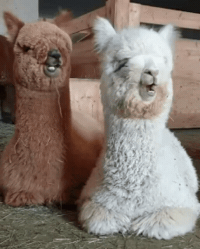 Two Alpacas Sitting Next To Each Other With Their Mouths Open GIF