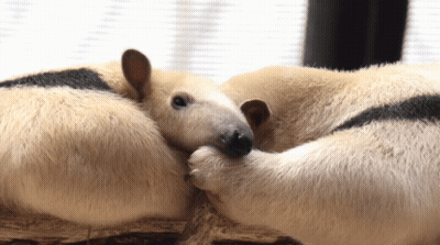 Two Animals Lying, One Looking At Camera GIF