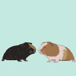 Two Animated Guinea Pigs GIF