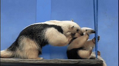 Two Anteaters Playing With Blue Ruler GIF