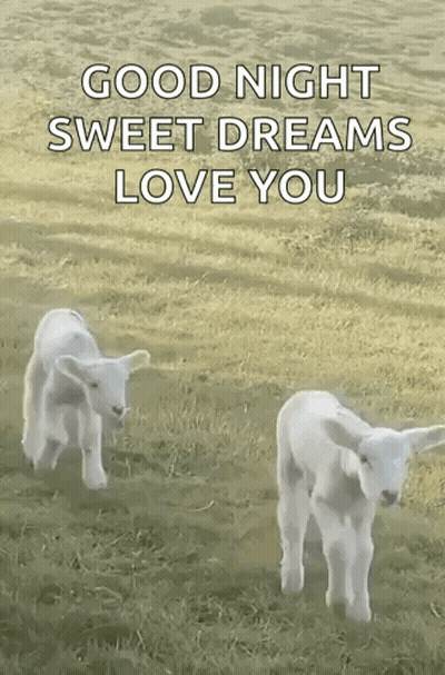 Two Baby Goats Standing In Field With Good Night Sweet Dreams Love You GIF
