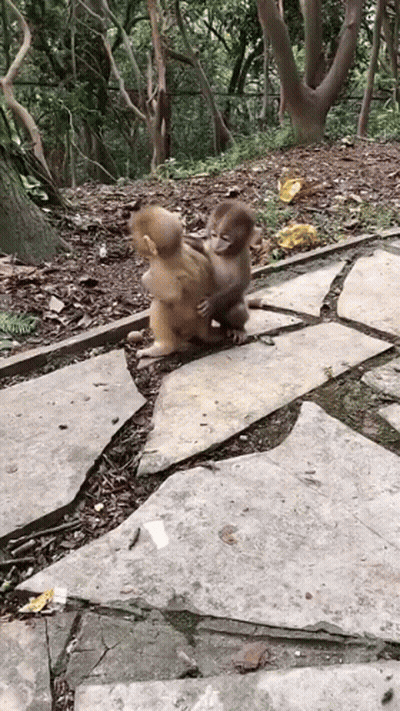 Two Baby Monkeys Are Playing On A Stone Path . GIF