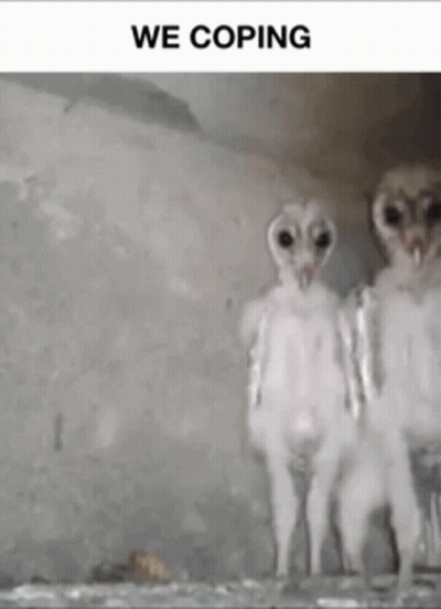 Two Baby Owls Are Standing Next To Each Other With The Words We Coping Above Them . GIF