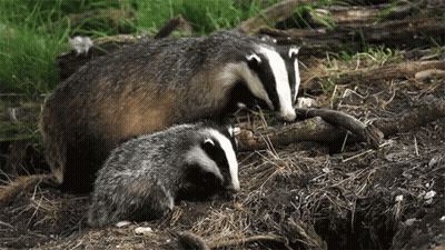 Two Badgers Laying In Dirt Near Hole GIF