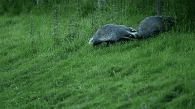 Two Badgers Playing In Grass One Laying Down GIF