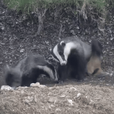 Two Badgers Standing Next To Each Other On Dirt GIF