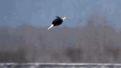 Two Bald Eagle Enjoys Flying GIF