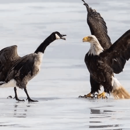 Two Bald Eagles And Goose On Snowy Surface GIF