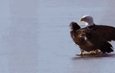 Two Bald Eagles Are Standing On Ice And One Is Walking GIF