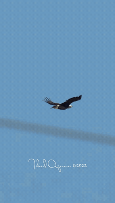 Two Bald Eagles Flying In Blue Sky GIF
