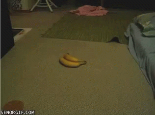 Two Bananas Are Laying On The Floor Next To A Bed With Senorgif.com At The Bottom GIF