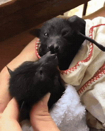 Two Bats Are Laying On A Person 'S Lap And One Of Them Is Wearing A White Towel With Red Stitching GIF