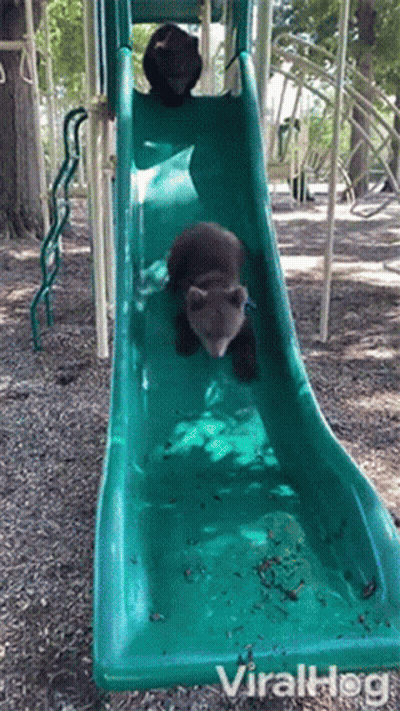 Two Bears Are Going Down A Slide At A Playground And The Slide Is Labeled Viralhog GIF