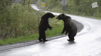Two Bears Beside Road With Jukin Vine Sign GIF