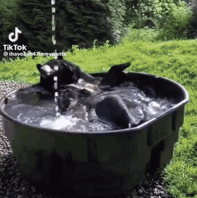 Two Bears Playing In Tub Of Water GIF