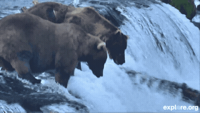Two Bears Standing In Waterfall With Explore.org GIF