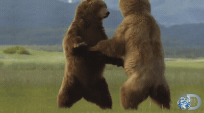 Two Bears Standing On Hind Legs With Discovery Logo GIF