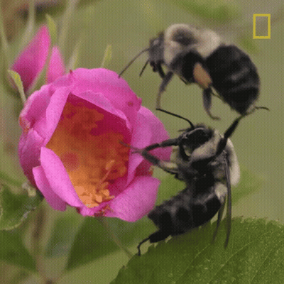 Two Bees Are Gathering Nectar From A Pink Flower With A National Geographic Logo In The Background GIF
