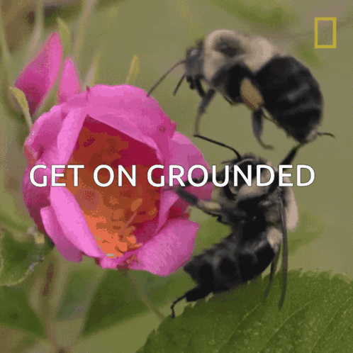 Two Bees Crawling On Pink Flower GIF