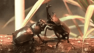 Two Beetles Fighting On Wood GIF