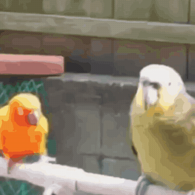 Two Birds Are Perched On A Branch And One Is Orange And The Other Is Green GIF