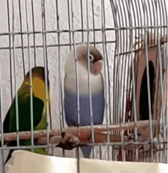Two Birds Are Sitting In A Cage And One Of Them Is Blue GIF