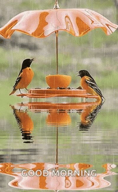Two Birds Are Sitting On A Feeder Under An Umbrella In The Rain . GIF