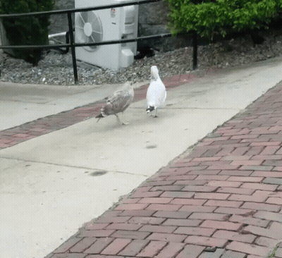 Two Birds Are Walking On A Sidewalk Next To A White Fan GIF