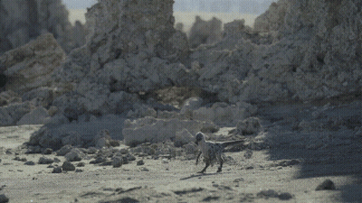 Two Birds Flying Over Sandy Beach GIF