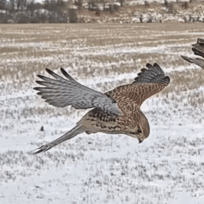 Two Birds Flying Over Snow Field GIF