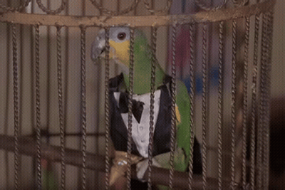 Two Birds In A Cage With The Word Do Not Enter On The Wall GIF