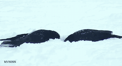 Two Birds In Snow MVNinn GIF