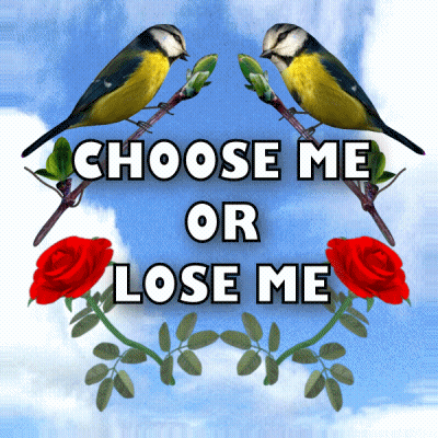 Two Birds On Branch Saying Choose Me Or Lose Me GIF