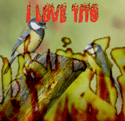 Two Birds On Tree Stump Saying I Love Tits GIF