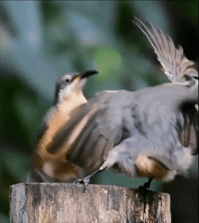 Two Birds On Tree Stump Wings Outstretched GIF