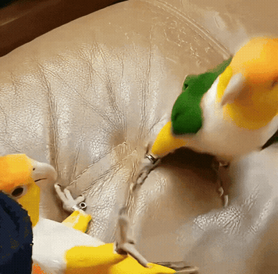 Two Birds Sitting On Leather Couch Yellow And Green Beaks GIF