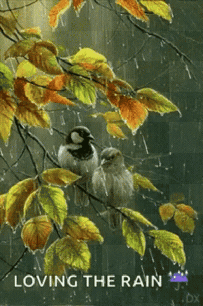 Two Birds Sitting On Tree Branch In Rain GIF