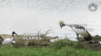 Two Birds Standing Next To A Crocodile With The Words Sunday Scaries And The Weekend Written On The Bottom GIF