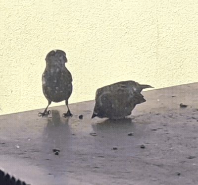 Two Birds Standing On Ledge GIF