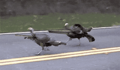 Two Birds Walking Down Road One Has Number 11 GIF