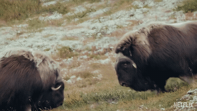 Two Bison Standing In Grassy Field With Netflix GIF