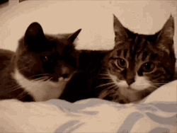 Two Black And White Cats Snuggling GIF