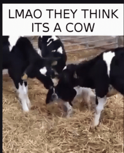 Two Black And White Cows Together GIF