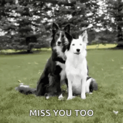 Two Black And White Dogs Sitting In Grass GIF