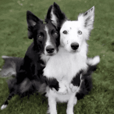 Two Black And White Dogs Standing In Grass GIF