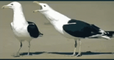 Two Black And White Seagulls Are Standing On A Sandy Beach GIF